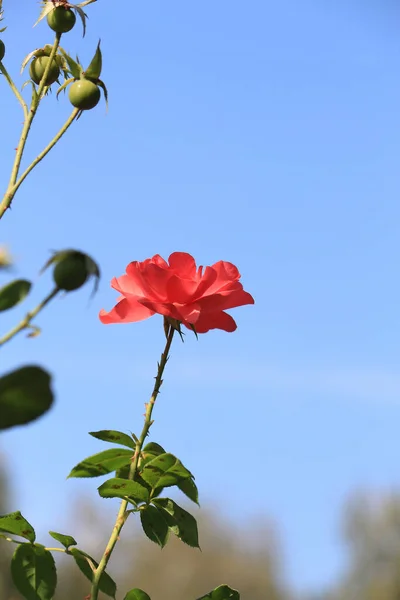Botanik bahçesinde parlak güzel çiçekler