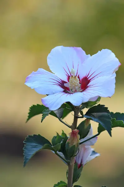 Jasné Krásné Květiny Botanické Zahradě — Stock fotografie