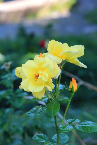 Helle Schöne Blumen Botanischen Garten — Stockfoto