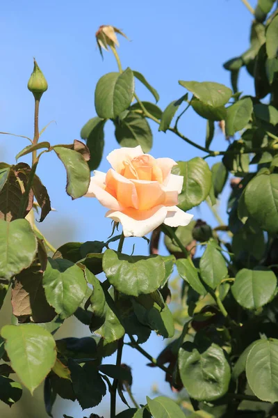 Belles Fleurs Lumineuses Dans Jardin Botanique — Photo