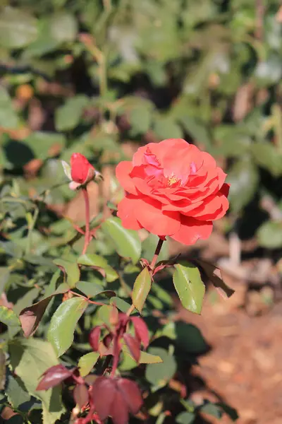 Flores Bonitas Brilhantes Jardim Botânico — Fotografia de Stock