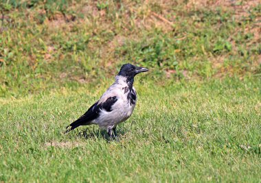 Karga sonbahar otlarında yiyecek arar.