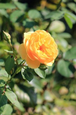 Botanik bahçesinde parlak güzel çiçekler