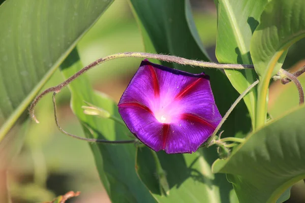 Jasne Piękne Kwiaty Ogrodzie Botanicznym — Zdjęcie stockowe