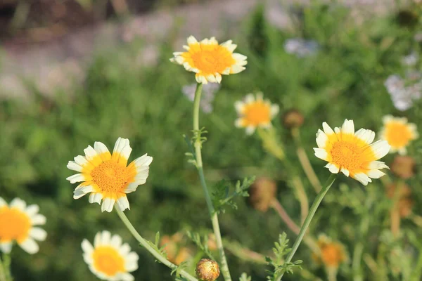 Helle Schöne Blumen Botanischen Garten — Stockfoto