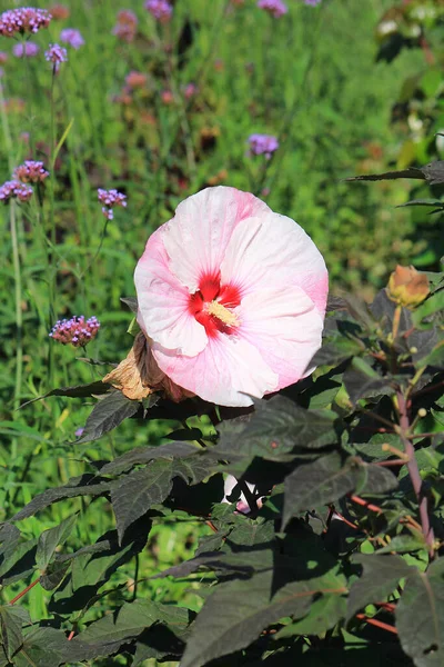 Flores Hermosas Brillantes Jardín Botánico — Foto de Stock