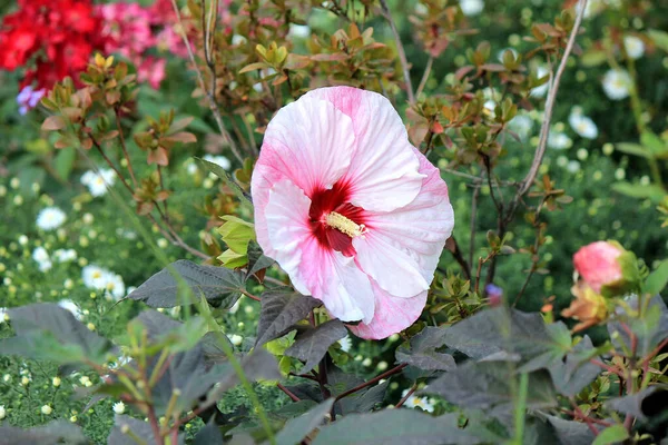 Flores Hermosas Brillantes Jardín Botánico — Foto de Stock