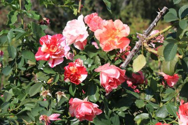 Botanik bahçesinde parlak güzel çiçekler