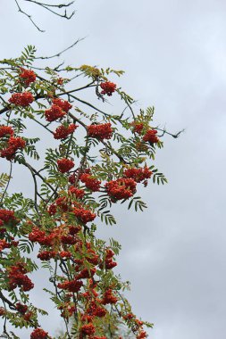Olgunlaşmış dağ külü kümesi