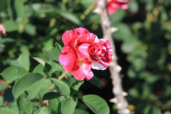 Flores Hermosas Brillantes Jardín Botánico — Foto de Stock