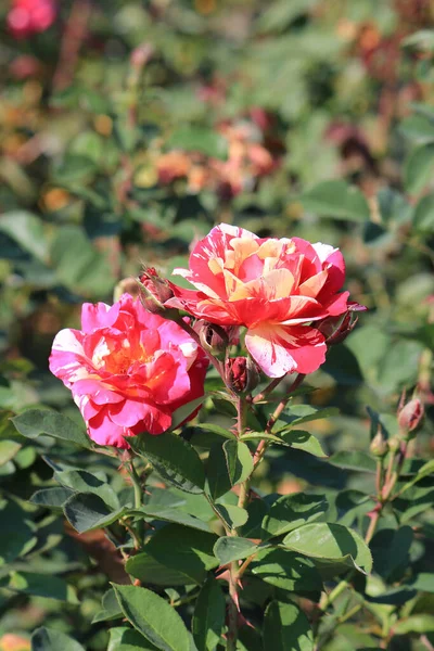 Flores Hermosas Brillantes Jardín Botánico — Foto de Stock