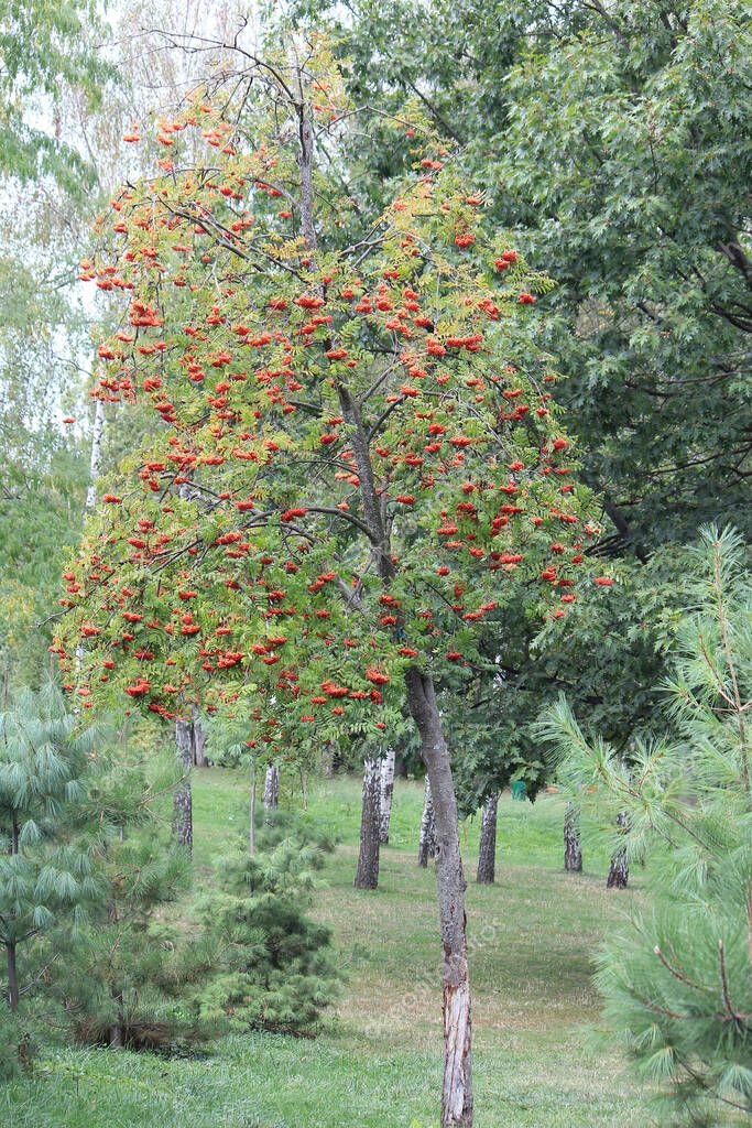 sosntskyi