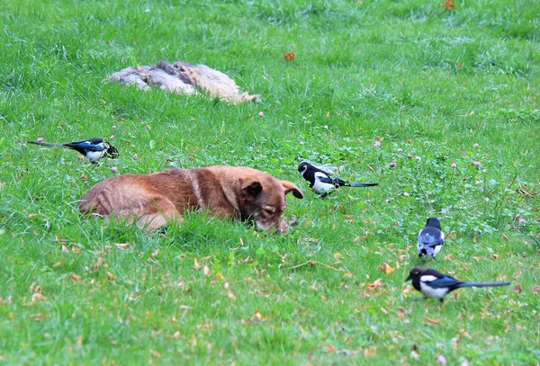 Urracas Quieren Robar Hueso Perro Mascar —  Fotos de Stock