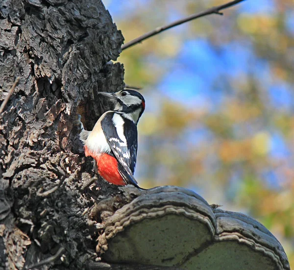 啄木鸟清除树枝上的虫子 — 图库照片