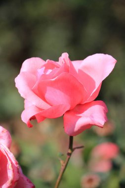 Botanik bahçesinde parlak güzel çiçekler