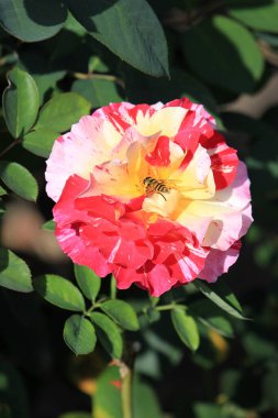 Botanik bahçesinde parlak güzel çiçekler