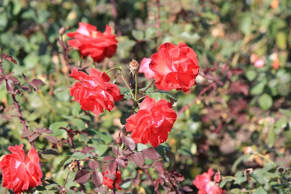 Flores Hermosas Brillantes Jardín Botánico — Foto de Stock