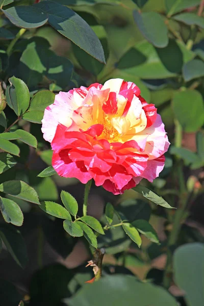 Ljusa Vackra Blommor Botanisk Trädgård — Stockfoto