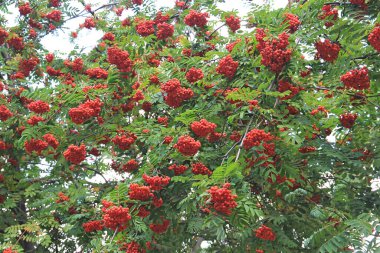 Sonbaharın başlarında bol miktarda Rowan hasadı