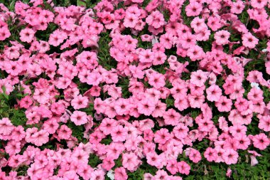 Parlak sonbahar çiçekleri isyanı