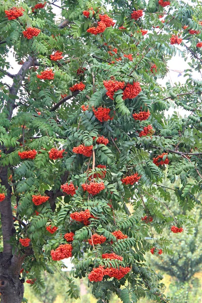 Reichliche Vogelbeerernte Frühherbst — Stockfoto