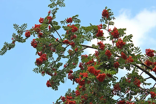 Colheita Abundante Rowan Início Outono — Fotografia de Stock