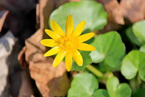 Helle Schöne Blumen Botanischen Garten — Stockfoto