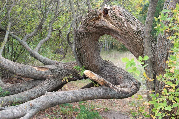 Feo Árbol Retorcido Bosque Salvaje —  Fotos de Stock