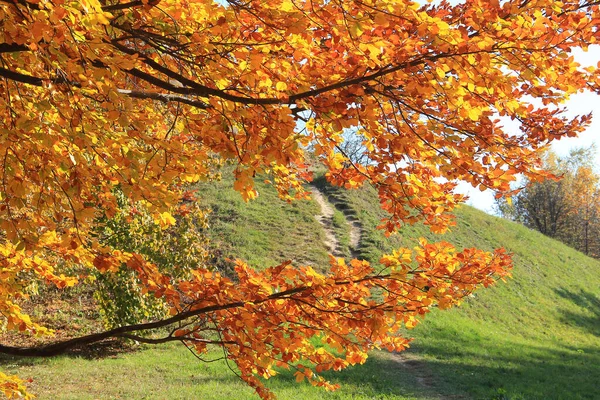 Otoño Dorado Jardín Botánico — Foto de Stock