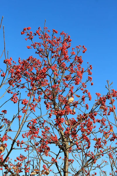Cachos Vermelhos Brilhantes Rowan Outono — Fotografia de Stock