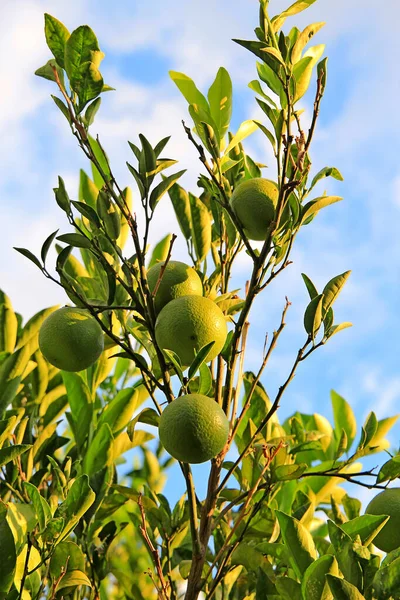 Mavi gökyüzüne karşı portakal ağacı dalı