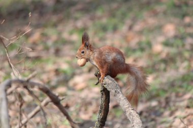 Dost canlısı sincap orman podyumunda poz vermeyi kabul etti.