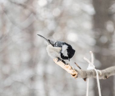 Kuş ormanın içinde. Dal sıvacı kuşu.