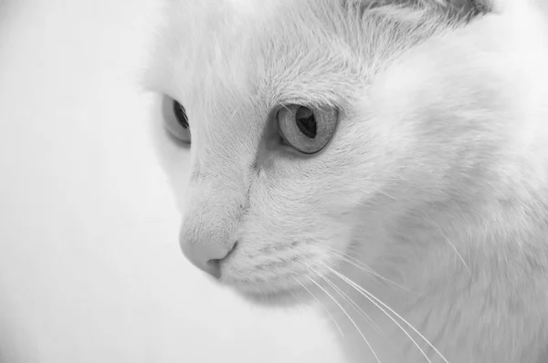 Черно Белая Фотография Красивая Кошка — стоковое фото