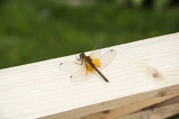 Summer. Dragonfly on a log. Insect.