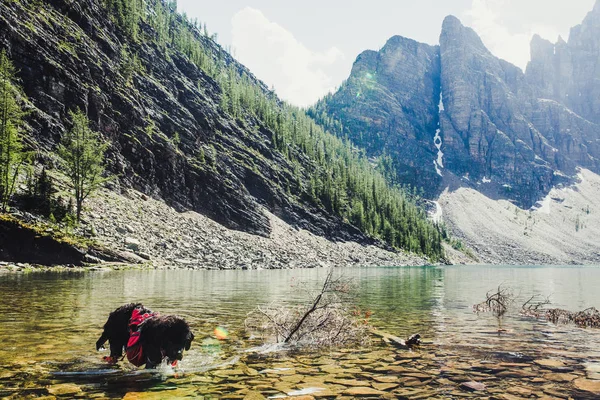 Vandring Med Newfoundland Valp Klippiga Bergen Lake Louise Banff Kanada — Stockfoto