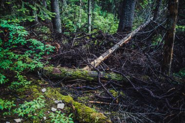 Yaz Anature Rocky Dağları, Lake Louise, Banff, Kanada hiking