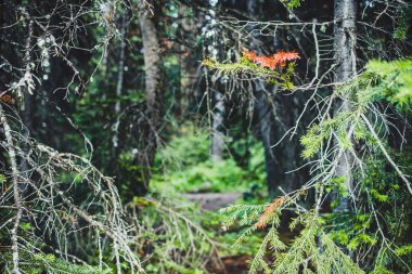 Yaz aylarında, doğa Rocky Dağları, Banff, Canada hiking