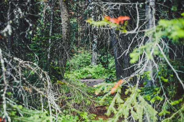 Wandelen Zomer Aaard Rocky Mountains Lake Louise Banff Canada — Stockfoto