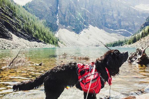 Rocky Dağları, Lake Louise, Banff, Canada Newfoundland köpek ile hiking