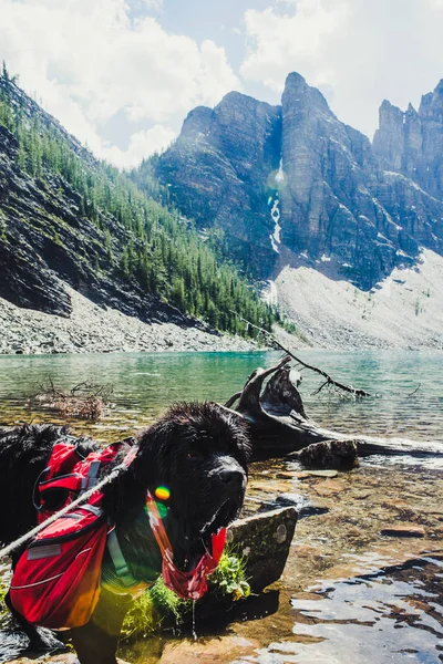 Caminhadas Com Cachorro Terra Nova Montanhas Rochosas Lago Louise Banff — Fotografia de Stock