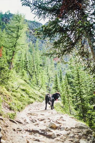 ロッキー山脈 レイク ルイーズ バンフ カナダのニューファンドランドの子犬とハイキング — ストック写真