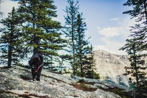 Hiking Newfoundland Puppy Rocky Mountains Lake Louise Banff Canada — Stock Photo, Image