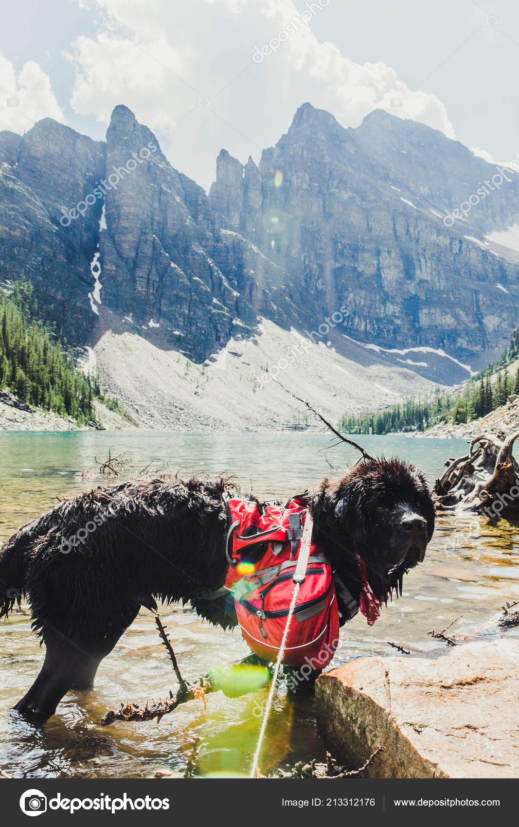 Hiking Newfoundland Puppy Rocky Mountains Lake Louise Banff Canada