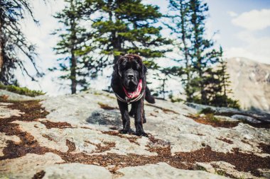 Rocky Dağları, Lake Louise, Banff, Canada Newfoundland köpek ile hiking