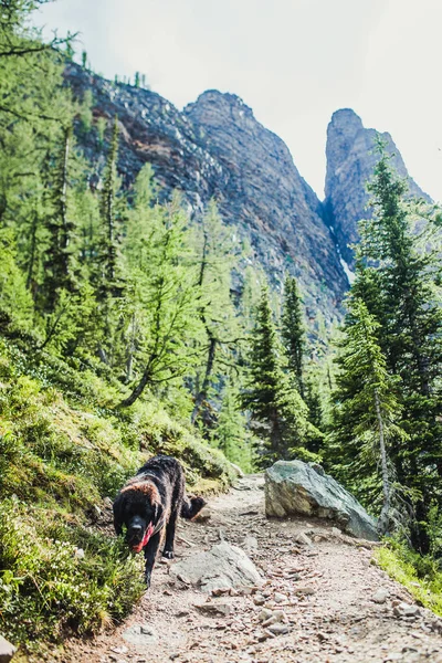 ロッキー山脈 レイク ルイーズ バンフ カナダのニューファンドランドの子犬とハイキング — ストック写真