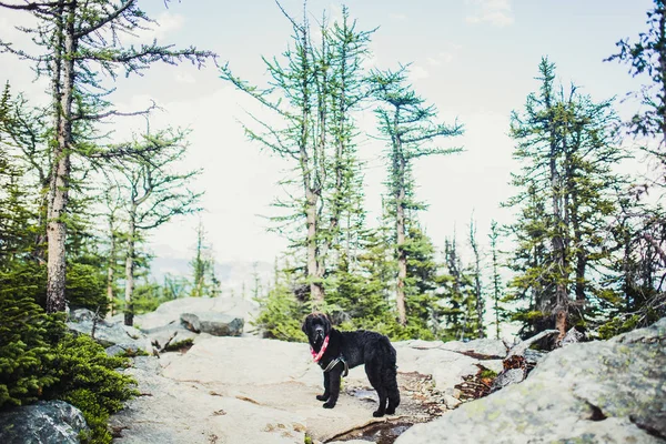 Caminhadas Com Cachorro Terra Nova Montanhas Rochosas Lago Louise Banff — Fotografia de Stock