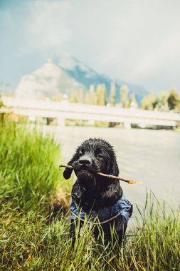 Rocky Dağları, Lake Louise, Banff, Canada Newfoundland köpek ile hiking