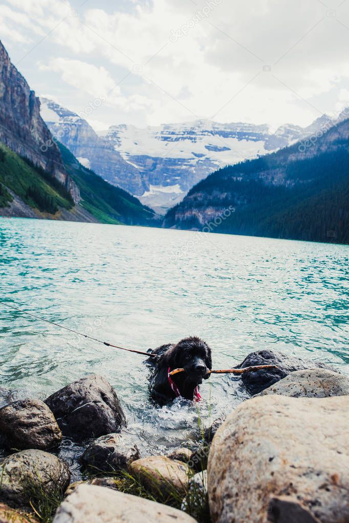 Hiking with Newfoundland puppy in Rocky mountains, Lake Louise, Banff, Canada