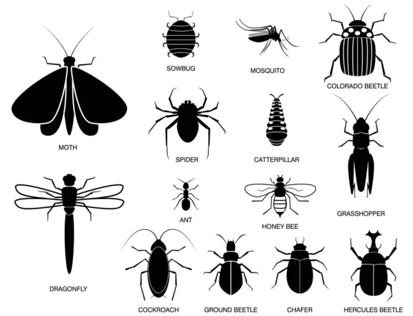 Conjunto de vários insetos em silhueta, com nome de inseto . — Vetor de Stock